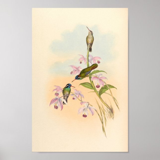 Vintage Hummingbird Art Bird Print Flowers Poster (Framsidan)
