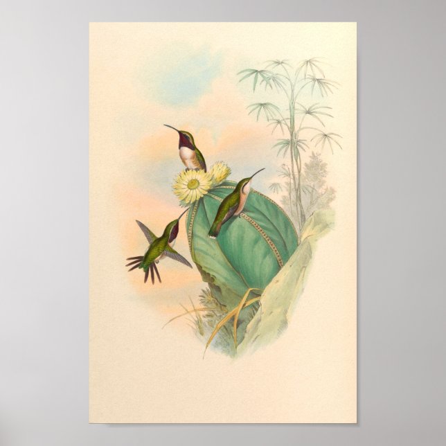 Vintage Hummingbird Art Bird Print Flowers Poster (Framsidan)