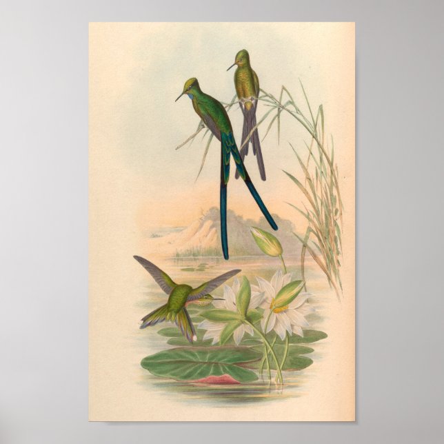 Vintage Hummingbird Art Bird Print Flowers Poster (Framsidan)