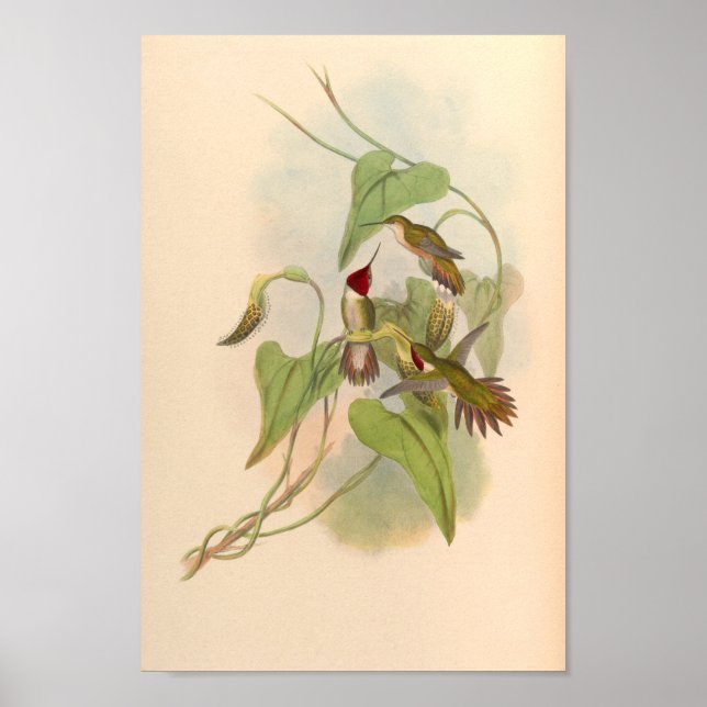 Vintage Hummingbird Art Bird Print Flowers Poster (Framsidan)