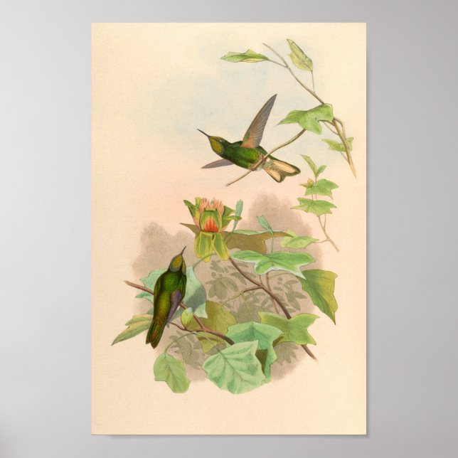 Vintage Hummingbird Art Bird Print Flowers Poster (Framsidan)