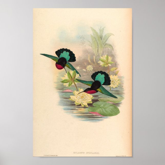 Vintage Hummingbird Art Bird Print Flowers Poster (Framsidan)