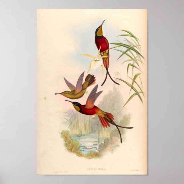 Vintage Hummingbird Art Bird Print Flowers Poster (Framsidan)