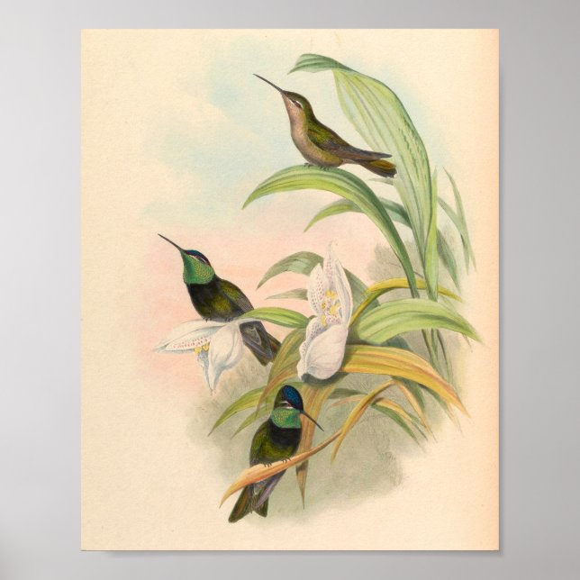 Vintage Hummingbird Art Bird Print Flowers Poster (Framsidan)