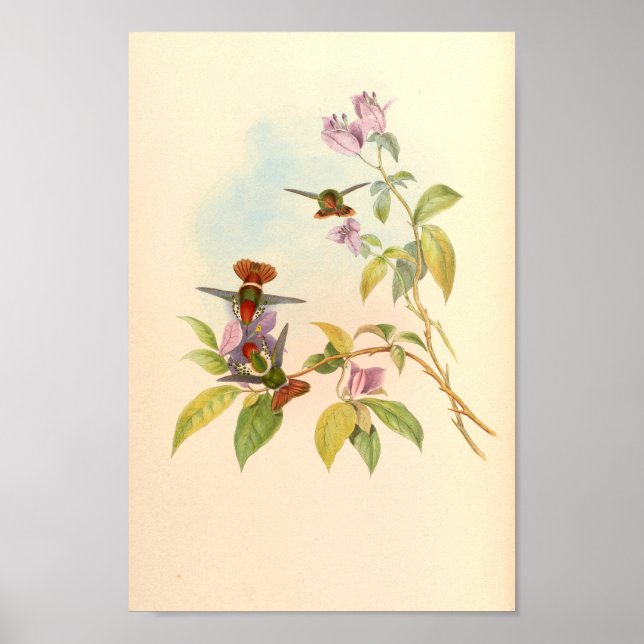 Vintage Hummingbird Art Bird Print Flowers Poster (Framsidan)