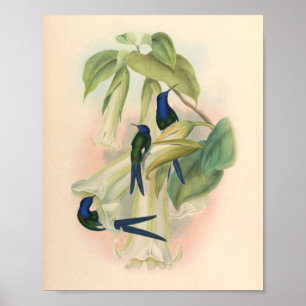 Vintage Hummingbird Art Bird Print Flowers Poster