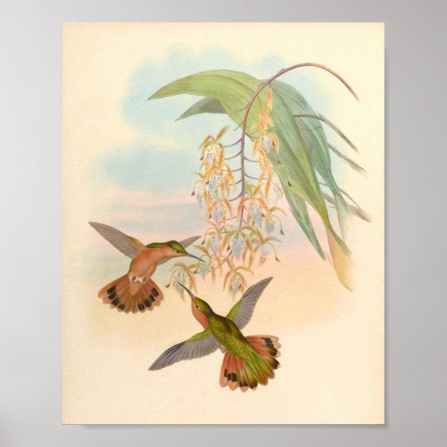 Vintage Hummingbird Art Bird Print Flowers Poster (Framsidan)