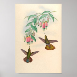 Vintage Hummingbird Art Bird Print Flowers Poster