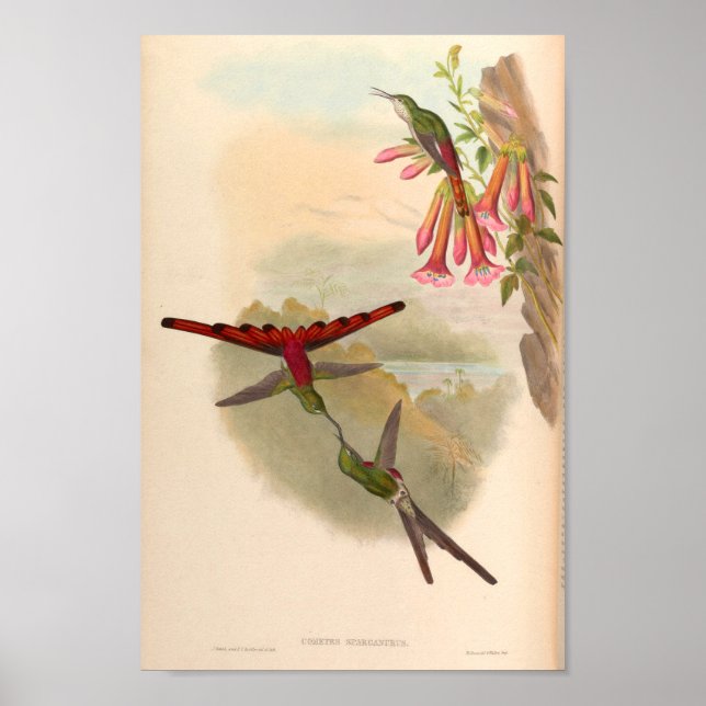 Vintage Hummingbird Art Bird Print Flowers Poster (Framsidan)