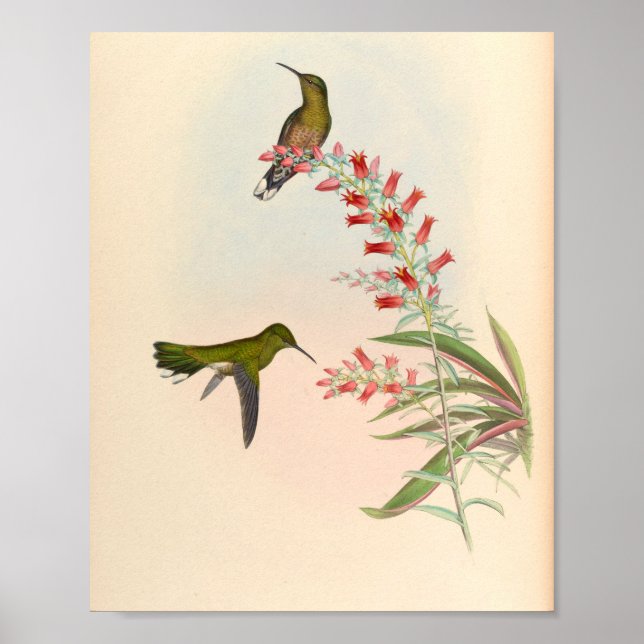 Vintage Hummingbird Art Bird Print Flowers Poster (Framsidan)