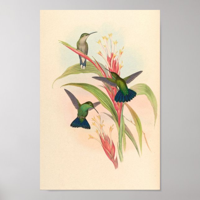 Vintage Hummingbird Art Bird Print Flowers Poster (Framsidan)