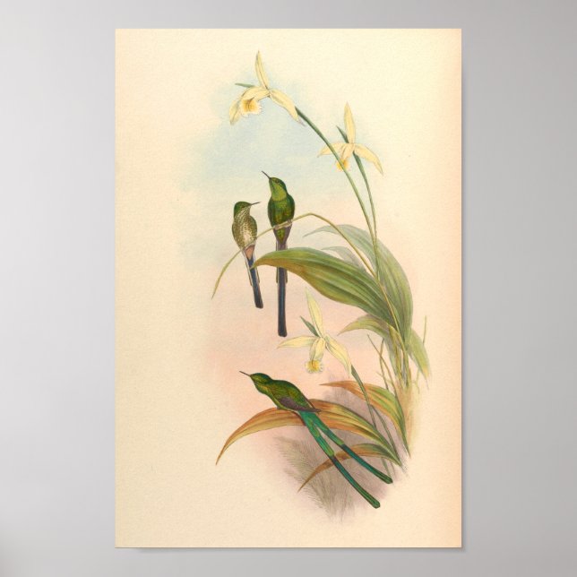 Vintage Hummingbird Art Bird Print Flowers Poster (Framsidan)