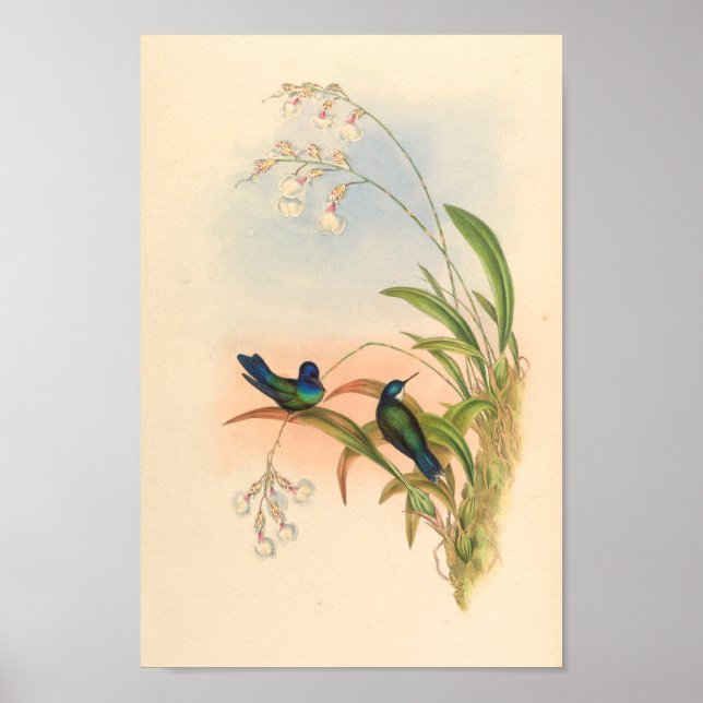Vintage Hummingbird Art Bird Print Flowers Poster (Framsidan)