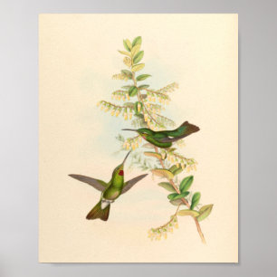 Vintage Hummingbird Art Bird Print Flowers Poster