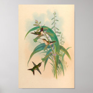 Vintage Hummingbird Art Bird Print Flowers Poster