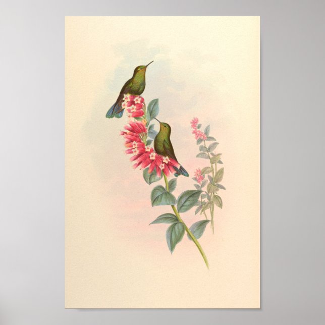 Vintage Hummingbird Art Bird Print Flowers Poster (Framsidan)