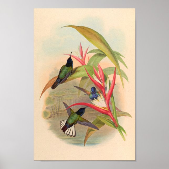 Vintage Hummingbird Art Bird Print Flowers Poster (Framsidan)