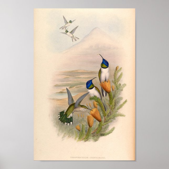 Vintage Hummingbird Art Bird Print Flowers Poster (Framsidan)