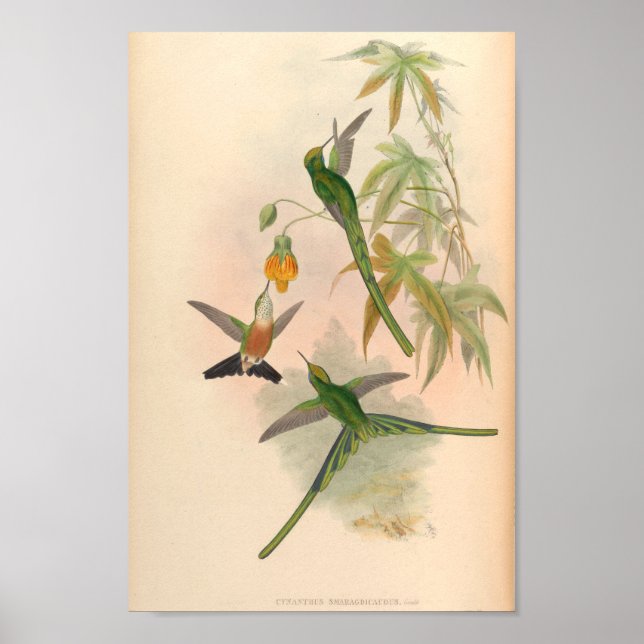 Vintage Hummingbird Art Bird Print Flowers Poster (Framsidan)