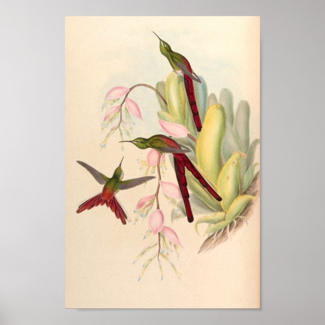 Vintage Hummingbird Art Bird Print Flowers Poster (Framsidan)