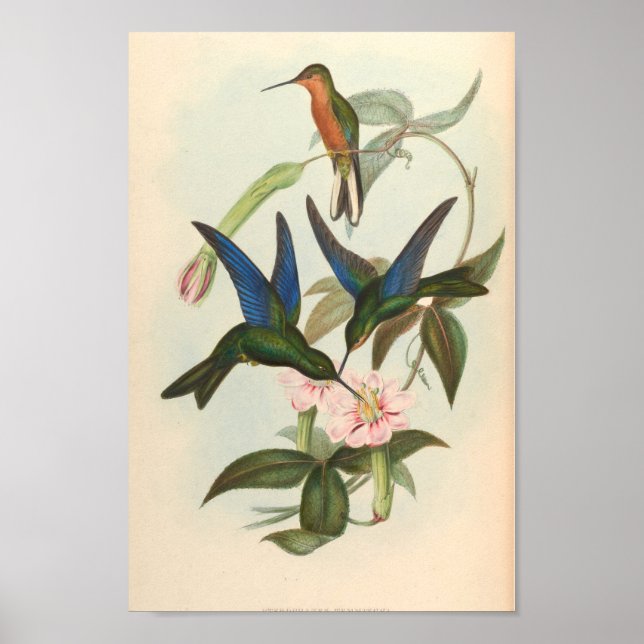 Vintage Hummingbird Art Bird Print Flowers Poster (Framsidan)