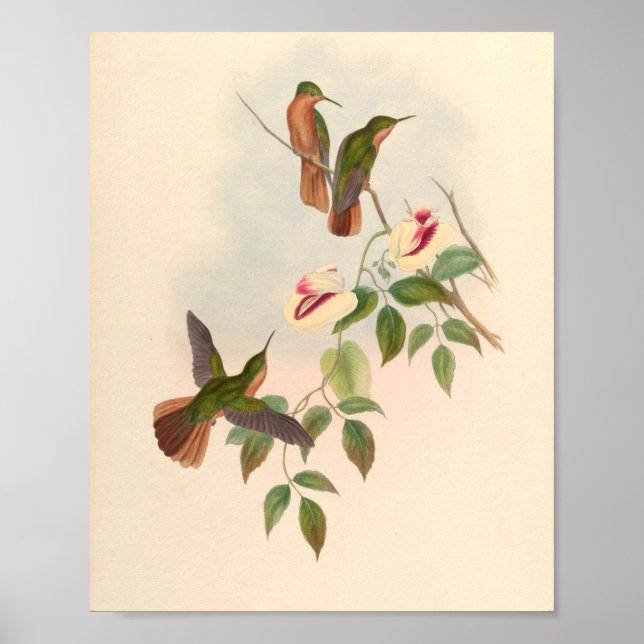 Vintage Hummingbird Art Bird Print Flowers Poster (Framsidan)
