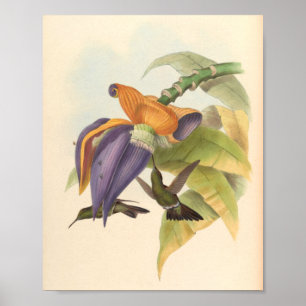Vintage Hummingbird Art Bird Print Flowers Poster