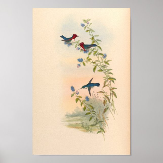 Vintage Hummingbird Art Bird Print Flowers Poster (Framsidan)