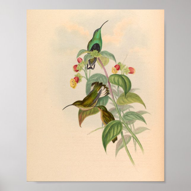 Vintage Hummingbird Art Bird Print Flowers Poster (Framsidan)