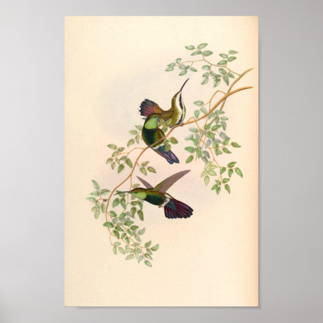 Vintage Hummingbird Art Bird Print Flowers Poster (Framsidan)