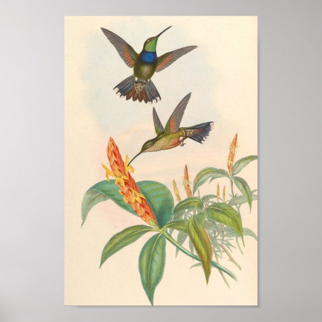 Vintage Hummingbird Art Bird Print Flowers Poster (Framsidan)