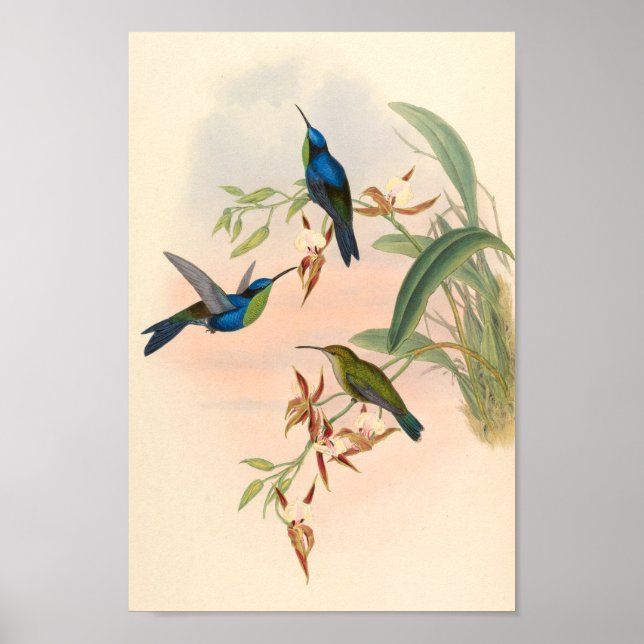 Vintage Hummingbird Art Bird Print Flowers Poster (Framsidan)