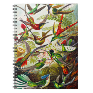 Vintage Hummingbird av Ernst Haeckel Anteckningsbok