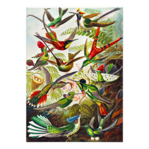 Vintage Hummingbird av Ernst Haeckel Fototryck