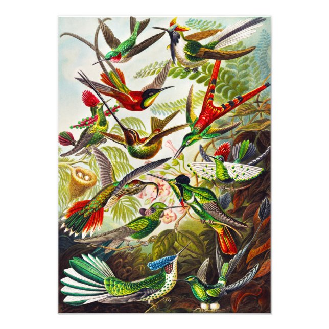 Vintage Hummingbird av Ernst Haeckel Fototryck (Framsidan)