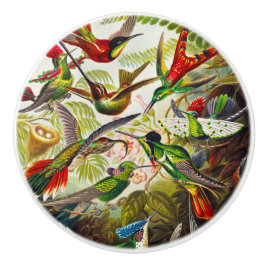 Vintage Hummingbird av Ernst Haeckel Knopp