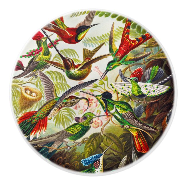 Vintage Hummingbird av Ernst Haeckel Knopp (Framsidan)