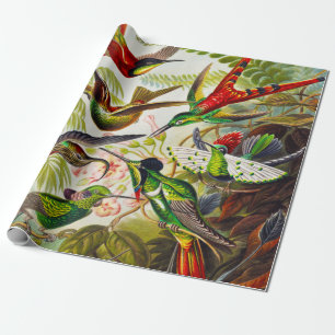 Vintage Hummingbird av Ernst Haeckel Presentpapper