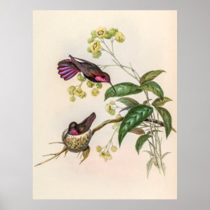 Vintage Hummingbird av John Gould Poster