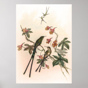 Vintage Hummingbird av John Gould Poster
