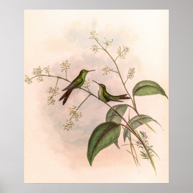 Vintage Hummingbird av John Gould Poster (Framsidan)