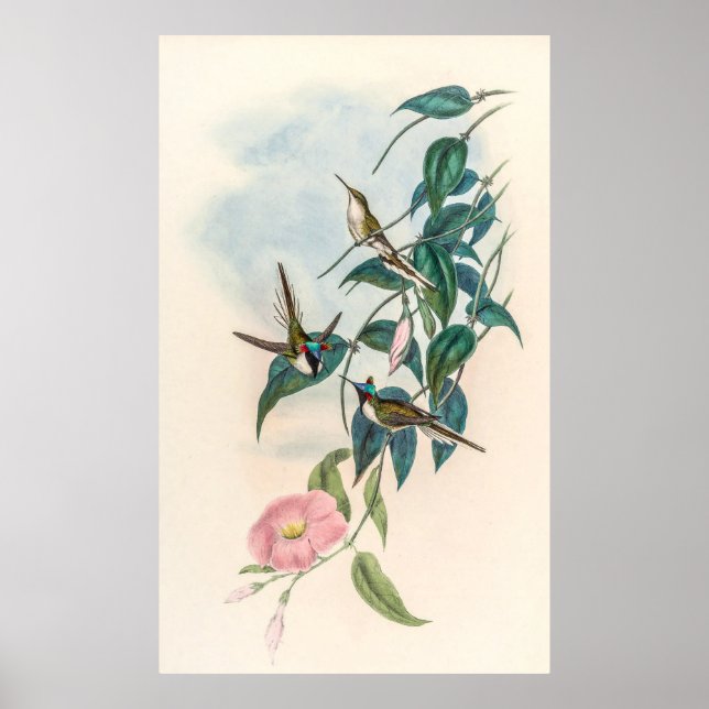 Vintage Hummingbird av John Gould Poster (Framsidan)