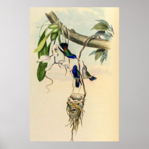 Vintage Hummingbird av John Gould Poster