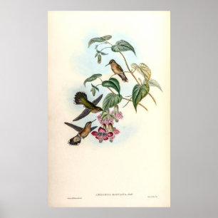 Vintage Hummingbird av John Gould Poster