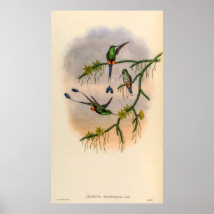 Vintage Hummingbird av John Gould Poster