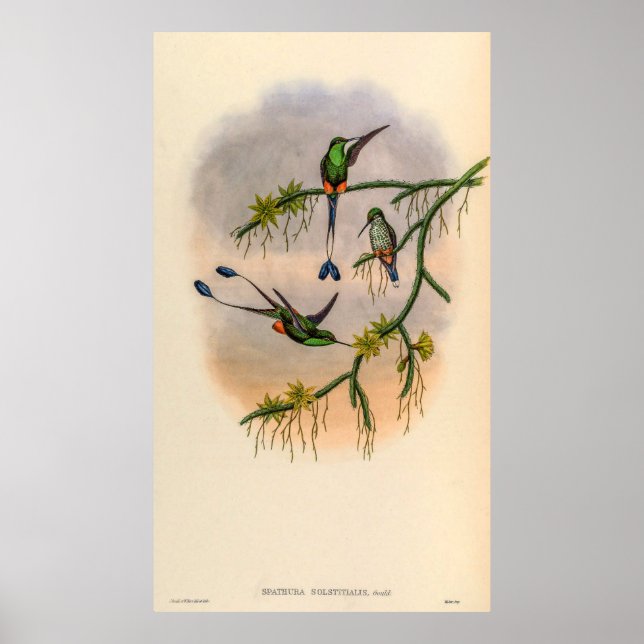 Vintage Hummingbird av John Gould Poster (Framsidan)