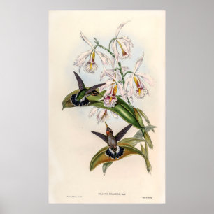 Vintage Hummingbird av John Gould Poster