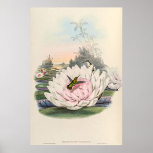 Vintage Hummingbird av John Gould Poster