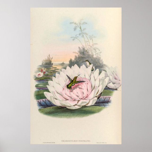 Vintage Hummingbird av John Gould Poster (Framsidan)