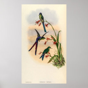 Vintage Hummingbird av John Gould Poster